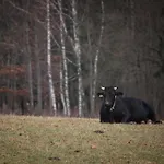 Lejlighed Lesni Plovarna By Interhome *